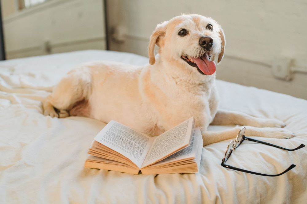 labrador retriever puppy on a bed beside an open book and eyeglasses -retrieval practice