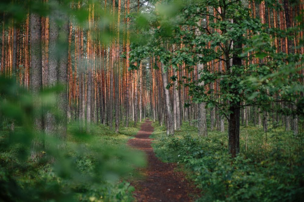 path through the woods - a place to inspire personal and professional growth