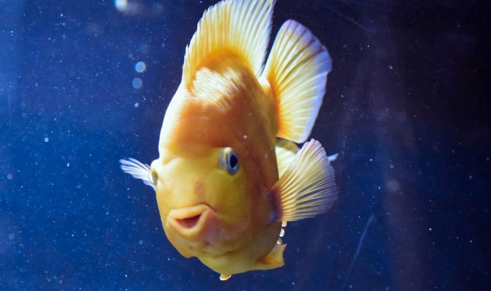 goldfish species know for their attention spans