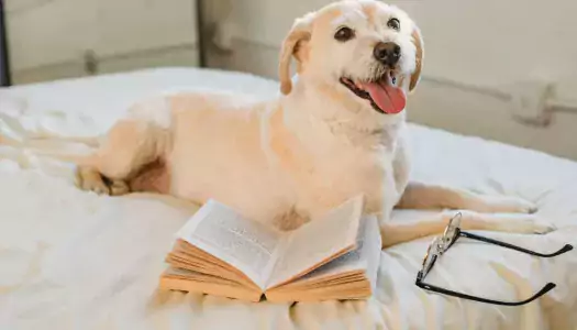 labrador retriever puppy on a bed with an open book and eyeglasses beside it - retrieval practice